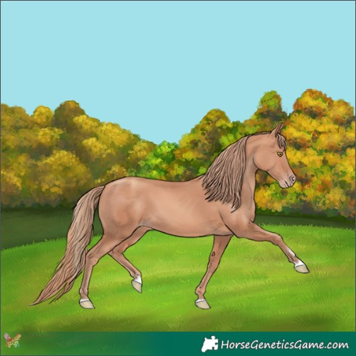 Horse Color:Gold Champagne