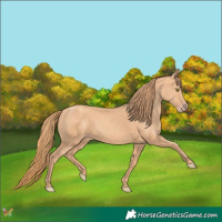 Horse Color:Gold Champagne 
