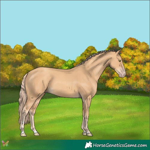 Horse Color:Gold Champagne