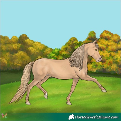 Horse Color:Gold Champagne 