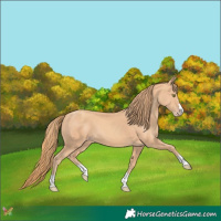 Horse Color:Gold Champagne 