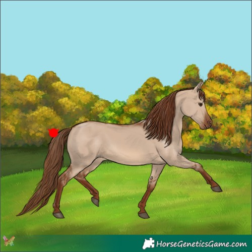 Horse Color:Red Dun 