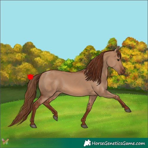 Horse Color:Red Dun 