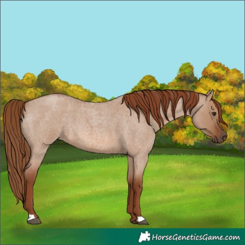Horse Color:Red Dun Roan 