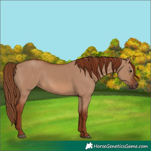 Horse Color:Red Dun 