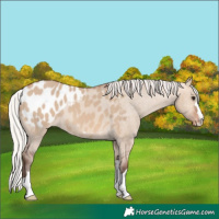 Horse Color:Silver Bay Dun Appaloosa 