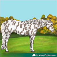 Horse Color:Silver Grullo Appaloosa 