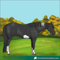 Horse Color:Black Tobiano 