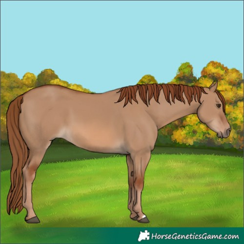 Horse Color:Red Dun 