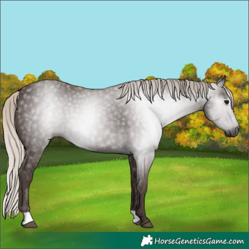 Horse Color:Gray Silver Black 