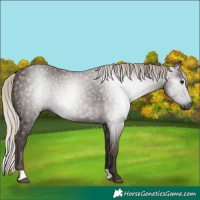 Horse Color:Gray Silver Black 