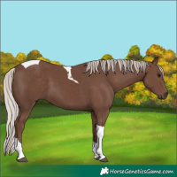 Horse Color:Silver Black Tobiano 