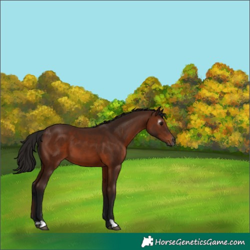 Horse Color:Gray Bay 
