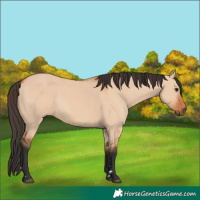 Horse Color:Bay Dun 