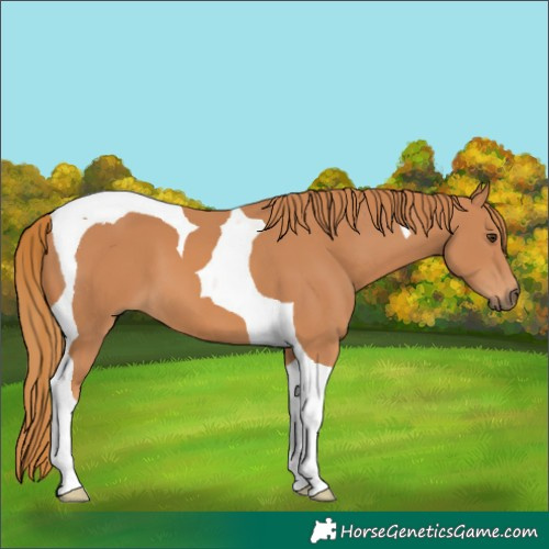 Horse Color:Chestnut Tobiano 
