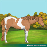 Horse Color:Chestnut Tobiano 