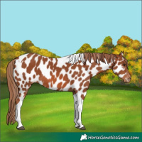 Horse Color:Chestnut Tobiano Appaloosa 