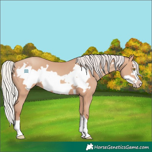 Horse Color:Silver Amber Champagne Frame 