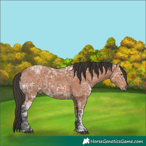 Horse Color:Bay Ice 