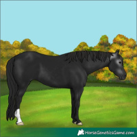Horse Color:Gray Black 
