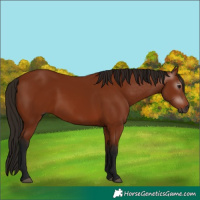 Horse Color:Gray Bay 