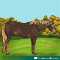 Horse Color:Gray Chestnut 