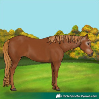 Horse Color:Gray Chestnut 
