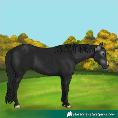 Horse Color:Gray Black 
