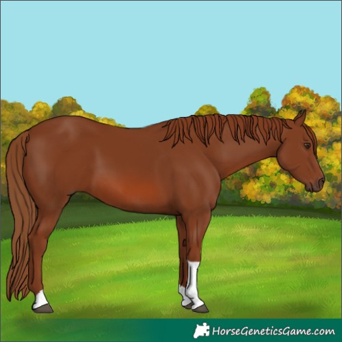 Horse Color:Chestnut Tobiano 