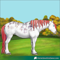 Horse Color:Painted Plaid  White Spotted Brown Ice Onyx Splash Appaloosa Rabicano 