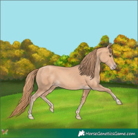 Horse Color:Gold Champagne 
