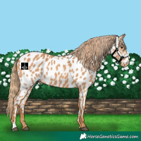 Horse Color:Chestnut Appaloosa