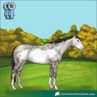 Horse Color:Brown Dun Sabino Frame Rabicano 