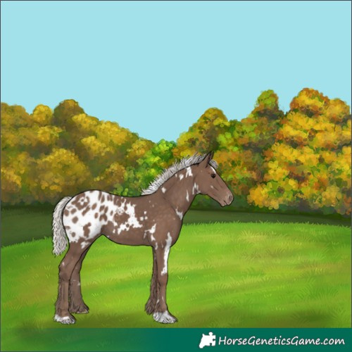Horse Color:White Spotted Silver Black Appaloosa 