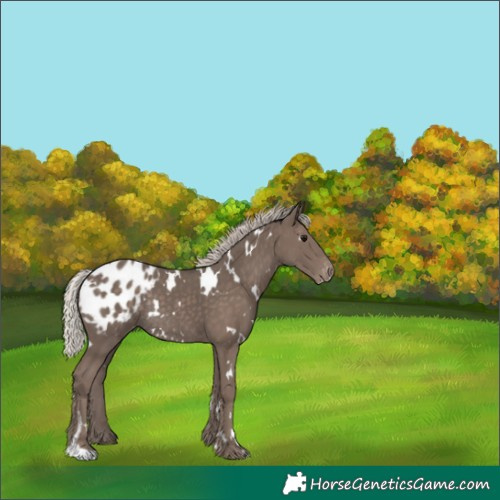 Horse Color:White Spotted Silver Black Appaloosa Rabicano 