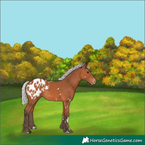 Horse Color:White Spotted Silver Bay Appaloosa Rabicano 