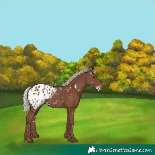 Horse Color:White Spotted Silver Black Appaloosa Rabicano 