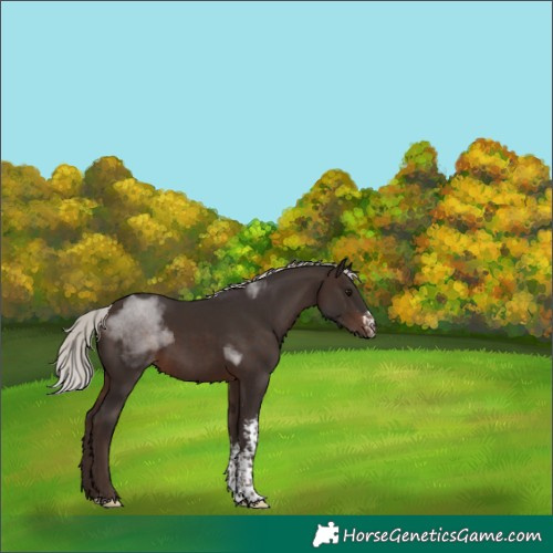 Horse Color:Silver Bay Sabino Tobiano Rabicano 