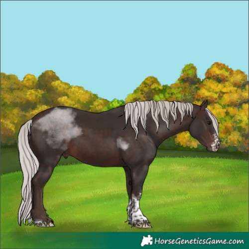 Horse Color:Silver Bay Sabino Tobiano Rabicano 