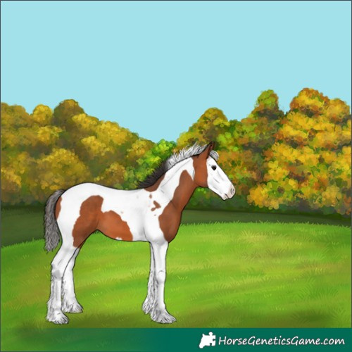 Horse Color:Bay Splash Tobiano 