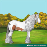 Horse Color:Bay Splash Tobiano Rabicano 