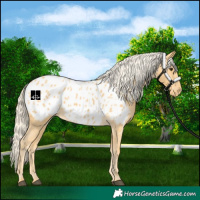 Horse Color:Palomino Near Leopard 