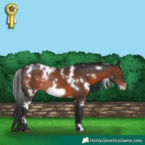 Horse Color:White Spotted Brown Frame Rabicano 