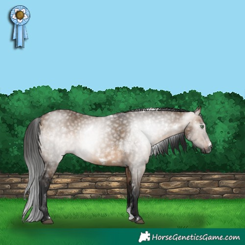Horse Color:Gray White Spotted Brown Dun Sabino Rabicano