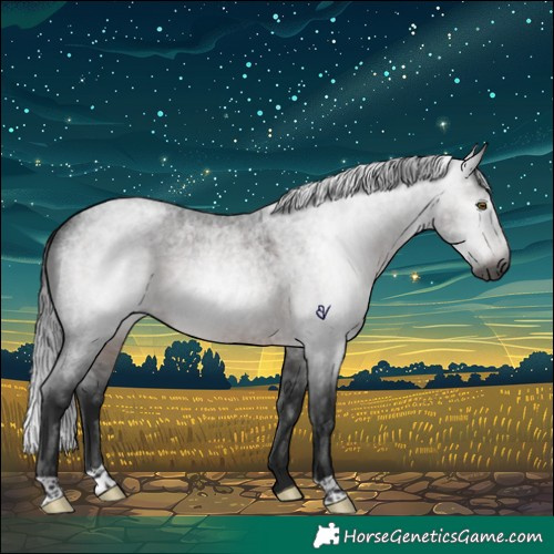 Horse Color:Gray Brown Roan Rabicano 