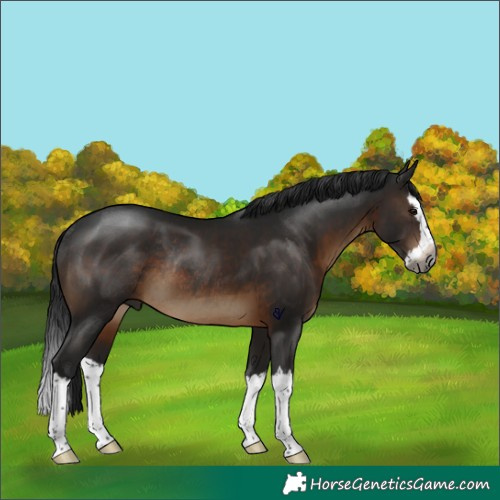 Horse Color:Gray Brown Splash Rabicano 