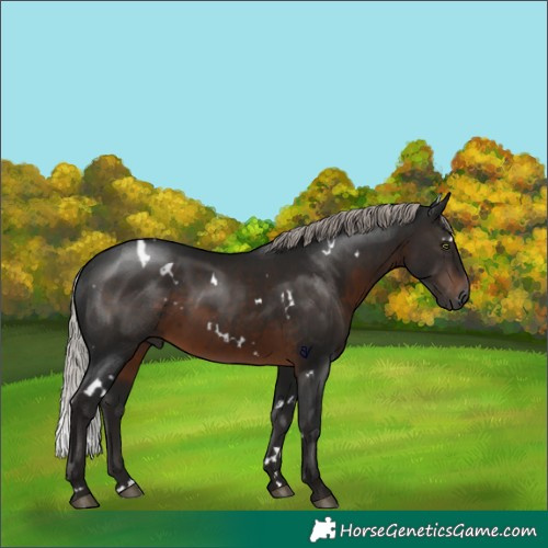 Horse Color:Gray White Spotted Silver Brown Rabicano 