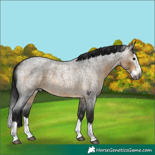 Horse Color:Gray Buckskin Roan Splash Rabicano 