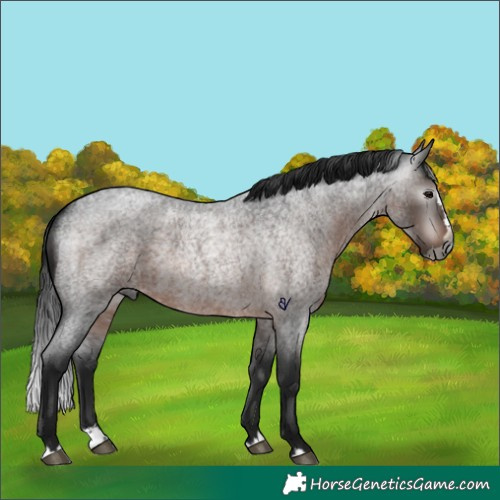 Horse Color:Gray Brown Roan Splash Rabicano 