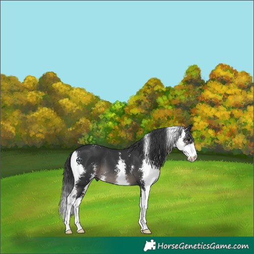 Horse Color:Black Sabino